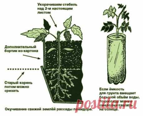 Что главное для выращивания рассады? Советы от Павла Траннуа.