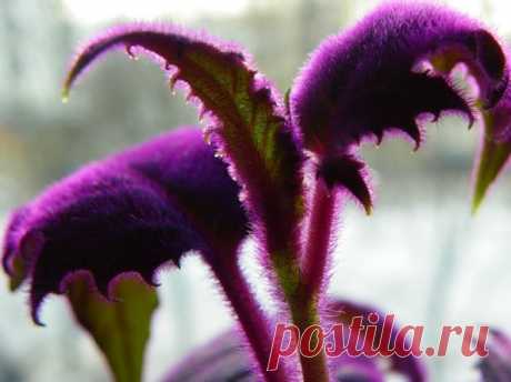 Гинура: как вырастить пушистый цветок в домашних условиях