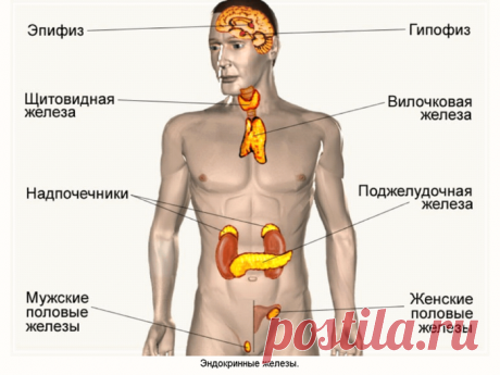 Старение начинается с Эндокринной системы