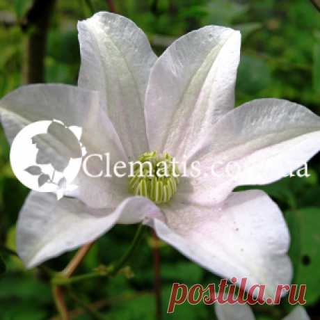 Huldine | Clematis-Lozinka