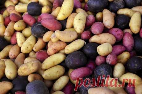 7 советов как правильно выбрать вкусный молодой картофель