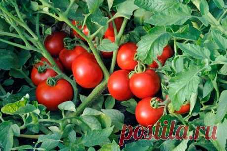 Как вырастить супер помидоры