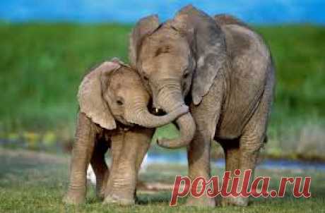Почему самка слона вынашивает детёныша так долго? Новорожденный слоненок весит около 100 килограммов. Уже через несколько часов после рождения слонёнок может идти за матерью. Чтобы вырастить такой крупный организм  требуется значительное время. Беременность у слонов длится 22 месяца. Питаются слоны травой и побегами — не богатыми на белки, которые необходимы растущему организму.
Источник: https://rus.ans4.com/57346173/pochemu-samka-slona-vynashivaet-detenysha-tak-dolgo/