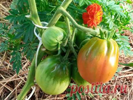 Сладкие помидоры. Как улучшить вкус томатов во время созревания | Мое любимое подворье | Яндекс Дзен