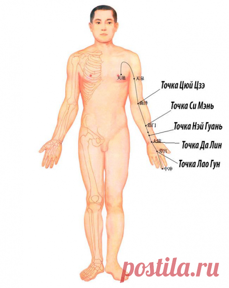 Секреты китайской медицины. Как предотвратить серьезные проблемы с сосудами сердца и головного мозга | ПолонСил.ру - социальная сеть здоровья