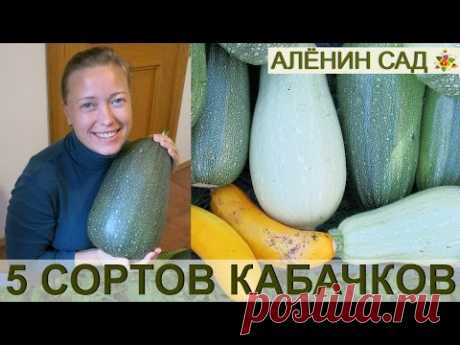 КАБАЧКИ сравнение 5 сортов ☛ Ищу лучшие сорта!