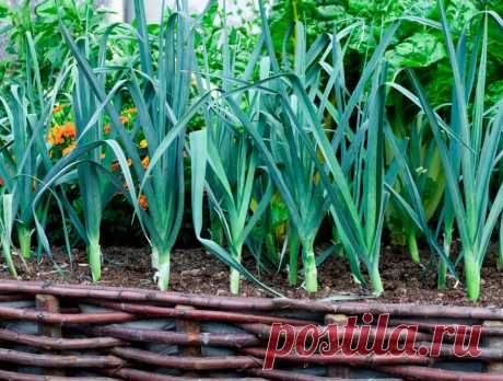 Лук порей веста когда сеять Огород без хлопот - информационный сайт для дачников, садоводов и огородников.