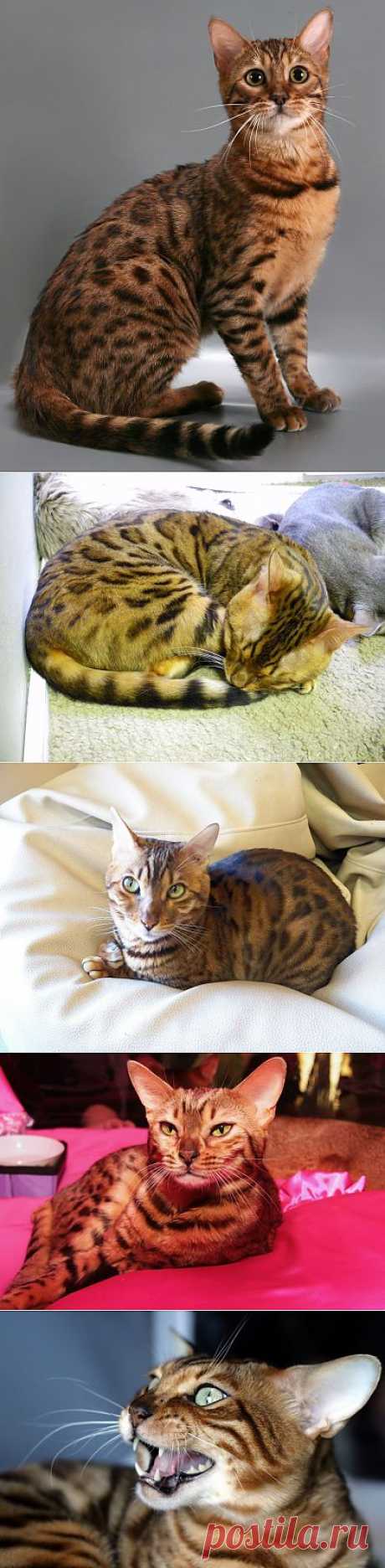 Породы кошек. Бенгальская кошка