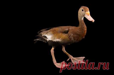 A West Indian Whistling Duck Dendrocygna Arborea At Sylvan Heights Bird Park Stock Photo | Getty Images