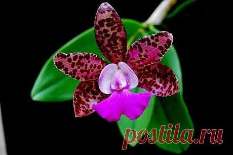 Самое интересное в мире: Орхидея... - natali5357@mail.ru - Почта Mail.Ru