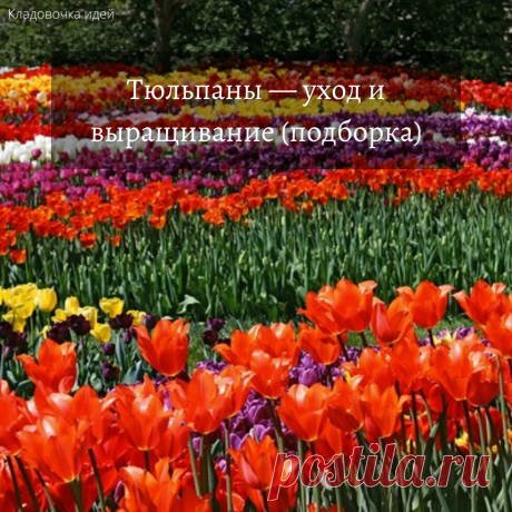 Тюльпаны — уход и выращивание (подборка) &amp;#8212; Кладовочка идей
🌷🌷🌷Тюльпаны — уход и выращивание (подборка) 

Добрый день! Сегодня я хочу с вами поговорить о тюльпанах. Скоро весна и все начнет распускаться. 🌷Тюльпаны зацветут одни из самых первых. Поэтому мой разговор нацелен на них. 

Смотреть подборку 👉🏻 https://detskiyhas.ru/tyulpany-uxod-i-vyrashhivanie-podborka/ 

#кладовочкаидей #тюльпаны #цветы #цветочки #цветник #природа #красота #весна #выращиваниеиуход #выращиваниетюльпанов