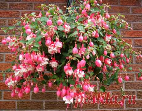 8 красиво цветущих цветов, которые станут отличной заменой петунии для выращивания в вазонах и кашпо | Любимая Дача. Сад и Огород | Дзен