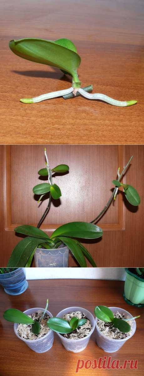 Размножение орхидеи фаленопсис детками | Flora In Home
