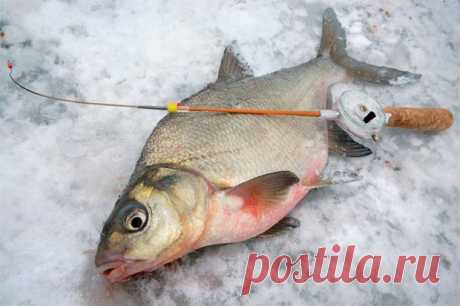 Зимняя ловля леща: секреты удачной рыбалки