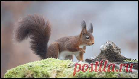 Écureuil roux / Red squirrel | J'ai eu la chance de faire pa… | Flickr