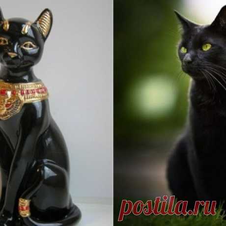 Отношение к черным кошкам в разных странах - МирТесен