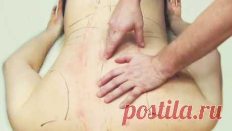 Анатомия грудной клетки и позвоночника для массажистов | Дом Массажа | Яндекс Дзен