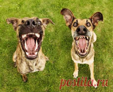 Смешные фото собак! -