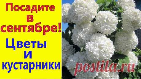 Что посадить в сентябре на даче, огороде и в саду