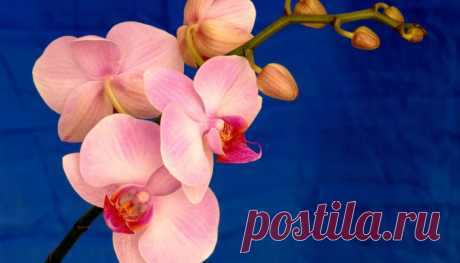 Все, что нужно знать о цветении орхидей | Усадьба