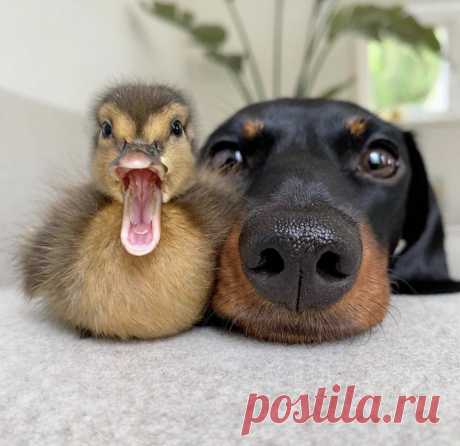 забавные животные: 8 тыс изображений найдено в Яндекс Картинках