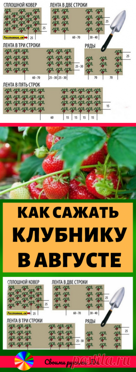 Как сажать клубнику в августе, чтобы не беспокоиться об урожае в следующем году. Огород и дача своими руками