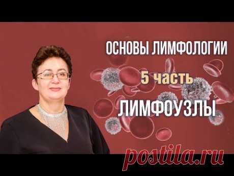 Основы лимфологии | Лимфоузлы | Шишова Ольга | часть 5 на 25 мин. начало массажа