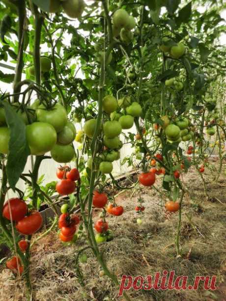 Как подкармливать томаты? Схема подкормок на все лето | Дачная фанатка | Дзен