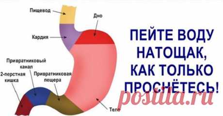 Вот почему надо пить воду натощак сразу после пробуждения Не секрет, что нашему организму требуется много воды. Но все подходят к...