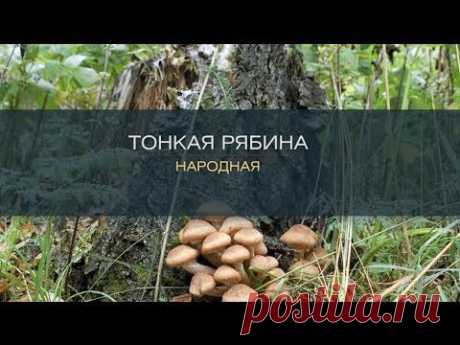 Хиты Караоке - Тонкая рябина (Народная) - YouTube