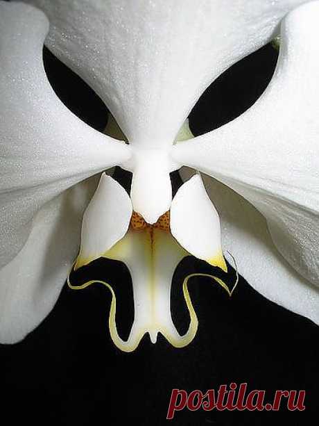 The Moth-Orchid -- Phalaenopsis -- Black Eyes; byAnubis, ... | Flowers