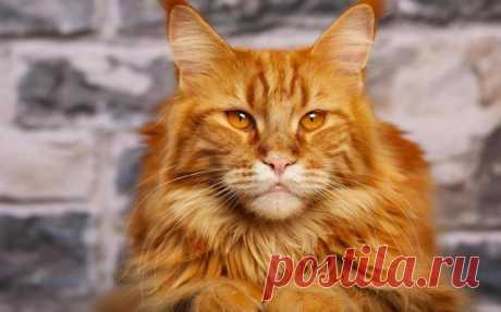 Самые милые коты в мире: породы, описание, характеристика, фото: Мейн-кун