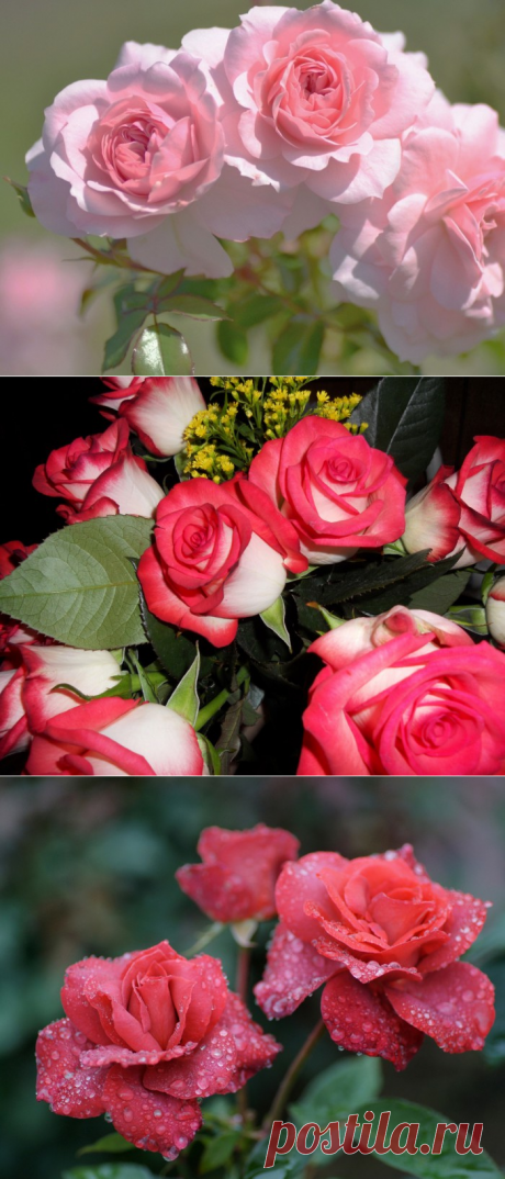 Пионы и розы галерея фото