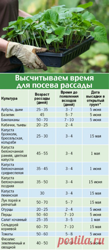 Рассадная считалочка для начинающих дачников | Дачный участок