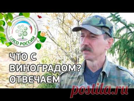 #1 ЧТО С ВИНОГРАДОМ??? КАК ОПРЕДЕЛИТЬ ВЫЗРЕЛА ЛИ ЛОЗА ВИНОГРАДА.