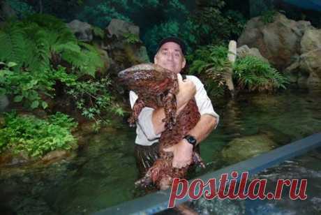 20 самых странных и необычных животных нашей планеты, которых вы точно не видели - Исполинская саламандра