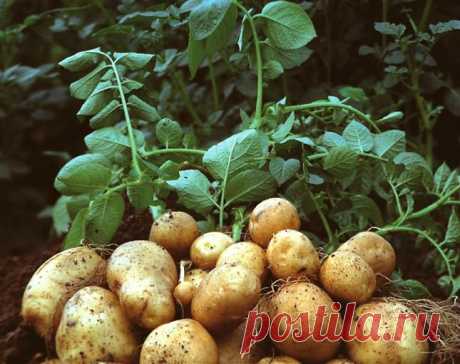 Семинар «Картофель. Хороший урожай при минимальных затратах»