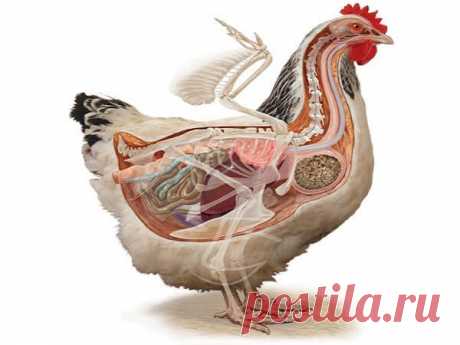Анатомия курицы несушки в картинках и видео | Курочка | Яндекс Дзен