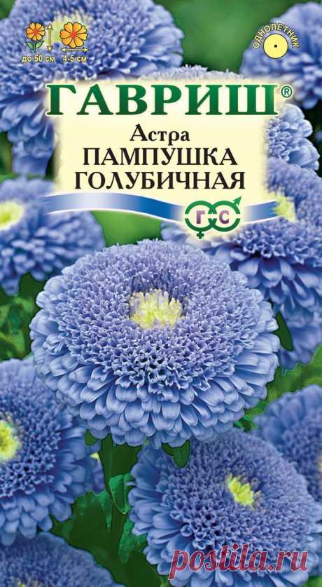 Астра Пампушка голубичная 0,3 г Н12 - «ООО ДС Гавриш»