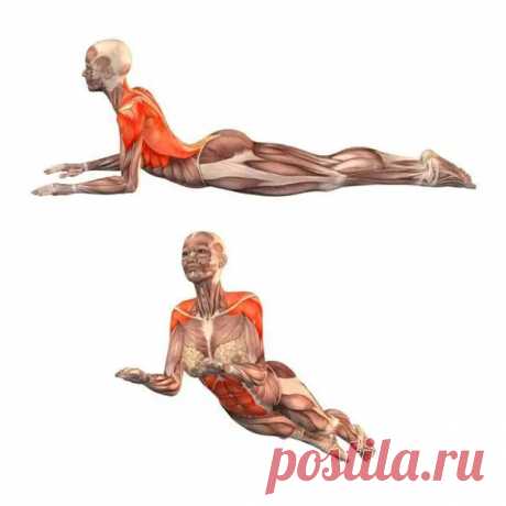 Лучшие упражнения для поясничной мышцы - ПолонСил.ру - социальная сеть здоровья - медиаплатформа МирТесен
