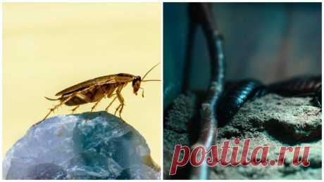 Советский рецепт отравы для тараканов: паразиты не успеют оставить личинки | Главный региональный | Дзен