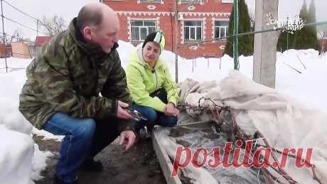 ИТОГИ ПЕРЕЗИМОВКИ ВИНОГРАДА - 2019 НИЖЕГОРОДСКИЙ СПОСОБ УКРЫТИЯ