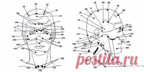 Биологически активные точки на лице и голове | Лучшее из Тайланда!