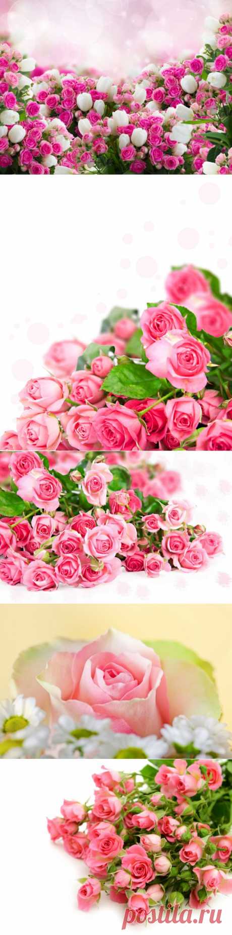 Розовый цвет и розовые розы