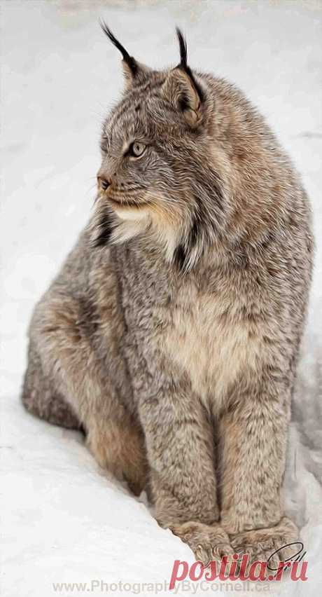 Siberian Lynx | Wildlife