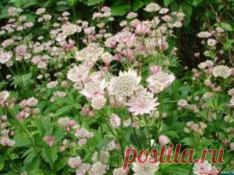 Астранция крупная (Astrantia major) - Садоводка