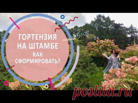 Гортензия на штамбе | Выращивание, формирование