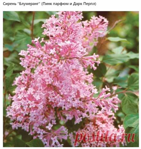 В соответствии с названием Пинк парфюм имеет розовую окраску соцветий, а дарк перпл - фиолетовую. Также является гибридным сортом. Высота около 1.2 м. Первое цветение мае, а второе - в сентябре. Ветви прямостоячие. Осенью листва приобретает желтый оттенок. Подходит для любых посадок, в том числе и контейнерных.