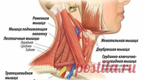 Немеют руки? Что делать?Лестничные мышцы!