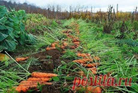 Морковные секреты в копилку!
Чтобы не привлечь морковную муху при прореживании моркови, возьмите взять 1 ведро воды и разведите в нем 1 столовую ложку красного или черного молотого перца (хватит на 10 кв.м). Настаивать не нужно, сразу обрызгивать морковь настоем перед прореживанием.
Если хотите получить урожай хорошей чистой моркови (без всякой гнили, заразы и т. д.) обязательно после второго прореживания полейте молодые растения следующим раствором: на 1 ведро воды 3г марганцовки и 2-3г борно